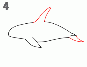 Step 4: Draw the top fin and the tail.